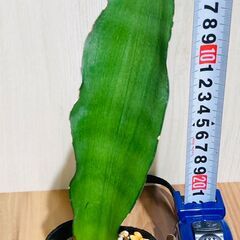 【観葉植物】サンスベリア・ムーンシャイン（3号ポット付き）の画像