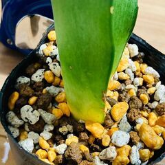 【観葉植物】サンスベリア・ムーンシャイン（3号ポット付き）の画像