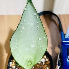 【観葉植物】サンスベリア・ムーンシャイン（3号ポット付き）の画像