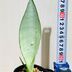ランキングキーワードに紐づく投稿画像-観葉植物