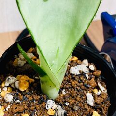 【観葉植物】サンスベリア・ムーンシャイン（3号ポット付き）の画像