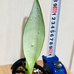 【観葉植物】サンスベリア・ムーンシャイン（3号ポット付き）の画像