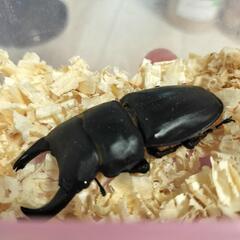 オオクワガタ　新成虫の画像