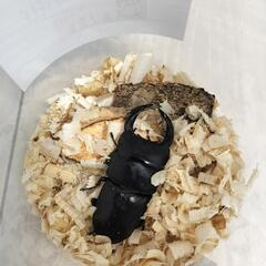 オオクワガタ　新成虫の画像