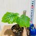 ランキングキーワードに紐づく投稿画像-観葉植物