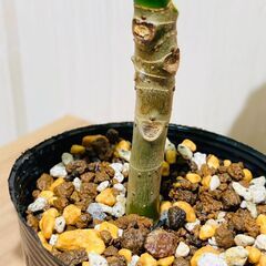 【観葉植物】フィカス・ウンベラータ（2.5号ポット付き）の画像