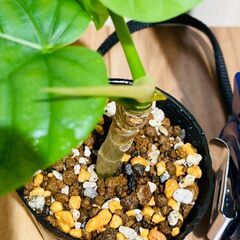 【観葉植物】フィカス・ウンベラータ（2.5号ポット付き）の画像