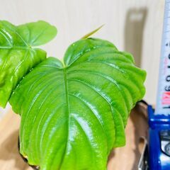 【観葉植物】フィカス・ウンベラータ（2.5号ポット付き）の画像