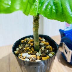 【観葉植物】フィカス・ウンベラータ（2.5号ポット付き）の画像