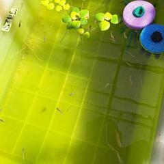 メダカ マリアージュ ラデンコウ 和墨 MIXメダカの画像