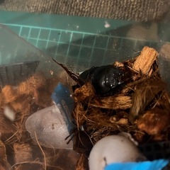 タイワンオオクワガタ　　ペアの画像
