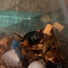 タイワンオオクワガタ　　ペアの画像