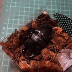 タイワンオオクワガタ　　ペアの画像