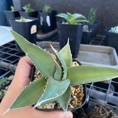 アガベパープソラムの画像
