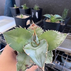 アガベチタノタブルーの画像