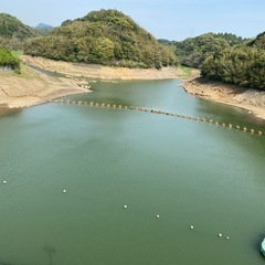 シルバーアロワナ探してます