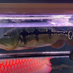 キクラ　メラニアエ　　35センチの画像