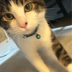里親探しています。