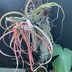 ランキングキーワードに紐づく投稿画像-観葉植物