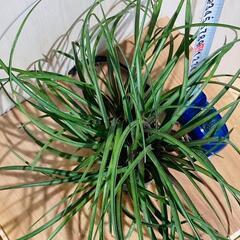 【観葉植物】チランジア・シアネア（2.5号スリット鉢付き）の画像