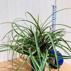 【観葉植物】チランジア・シアネア（2.5号スリット鉢付き）の画像