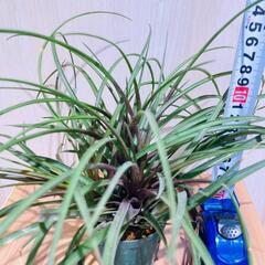 【観葉植物】チランジア・シアネア（2.5号スリット鉢付き）の画像