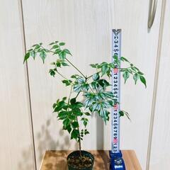 【観葉植物】ステレオスペルマム（ラデマキヤ・シニア）2.5号スリット鉢付きの画像