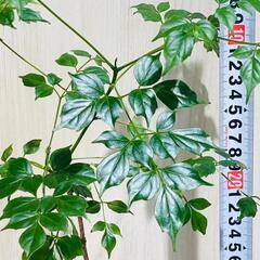 【観葉植物】ステレオスペルマム（ラデマキヤ・シニア）2.5号スリット鉢付きの画像
