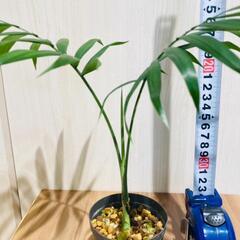 【観葉植物】テーブルヤシ『実生苗』（2.5号ポリポットつき）の画像