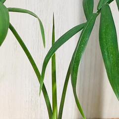 【観葉植物】テーブルヤシ『実生苗』（2.5号ポリポットつき）の画像