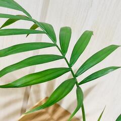 【観葉植物】テーブルヤシ『実生苗』（2.5号ポリポットつき）の画像