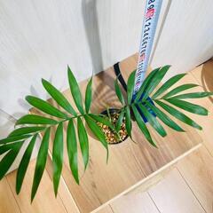 【観葉植物】テーブルヤシ『実生苗』（2.5号ポリポットつき）の画像