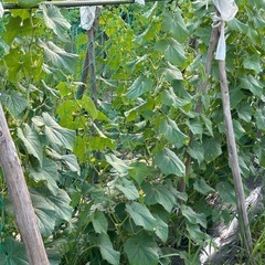 愛知県産　農薬不使用　夏野菜の画像