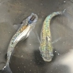 メダカ針子稚魚20匹の画像