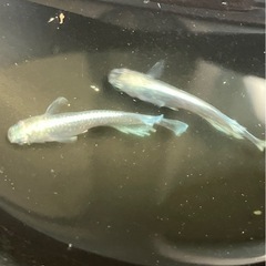 メダカ針子稚魚20匹の画像