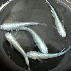 メダカ針子稚魚20匹の画像