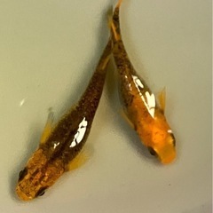 メダカ針子稚魚20匹の画像