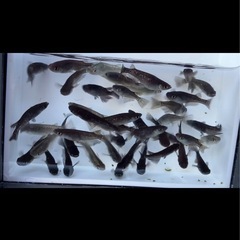 メダカMIXの画像