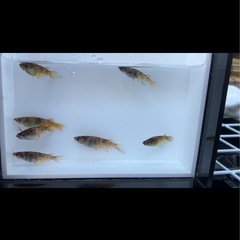 メダカMIXの画像