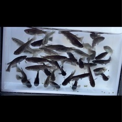 メダカMIXの画像