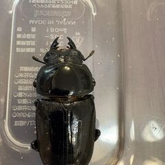 オオクワガタ　オス、メスお譲りします。の画像
