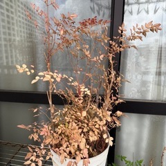 南天　鉢ごとの画像