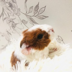 163.テディモルモット