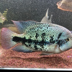 ヴィエジャグッドラータム　約２０cm かなり青いです　熱帯魚、観賞魚の画像