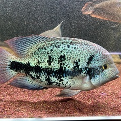 ヴィエジャグッドラータム　約２０cm かなり青いです　熱帯魚、観賞魚の画像