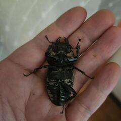 ☆極太血統☆ホペイオオクワガタ　ペアの画像