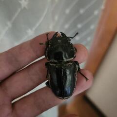 ☆極太血統☆ホペイオオクワガタ　ペアの画像
