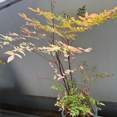 南天　90cm 鉢ごとの画像