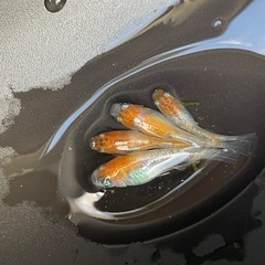 メダカ　レッドクリフ紅白　若魚　4匹　現物出品　予約可能の画像