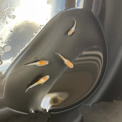 メダカ　レッドクリフ紅白　若魚　4匹　現物出品　予約可能の画像